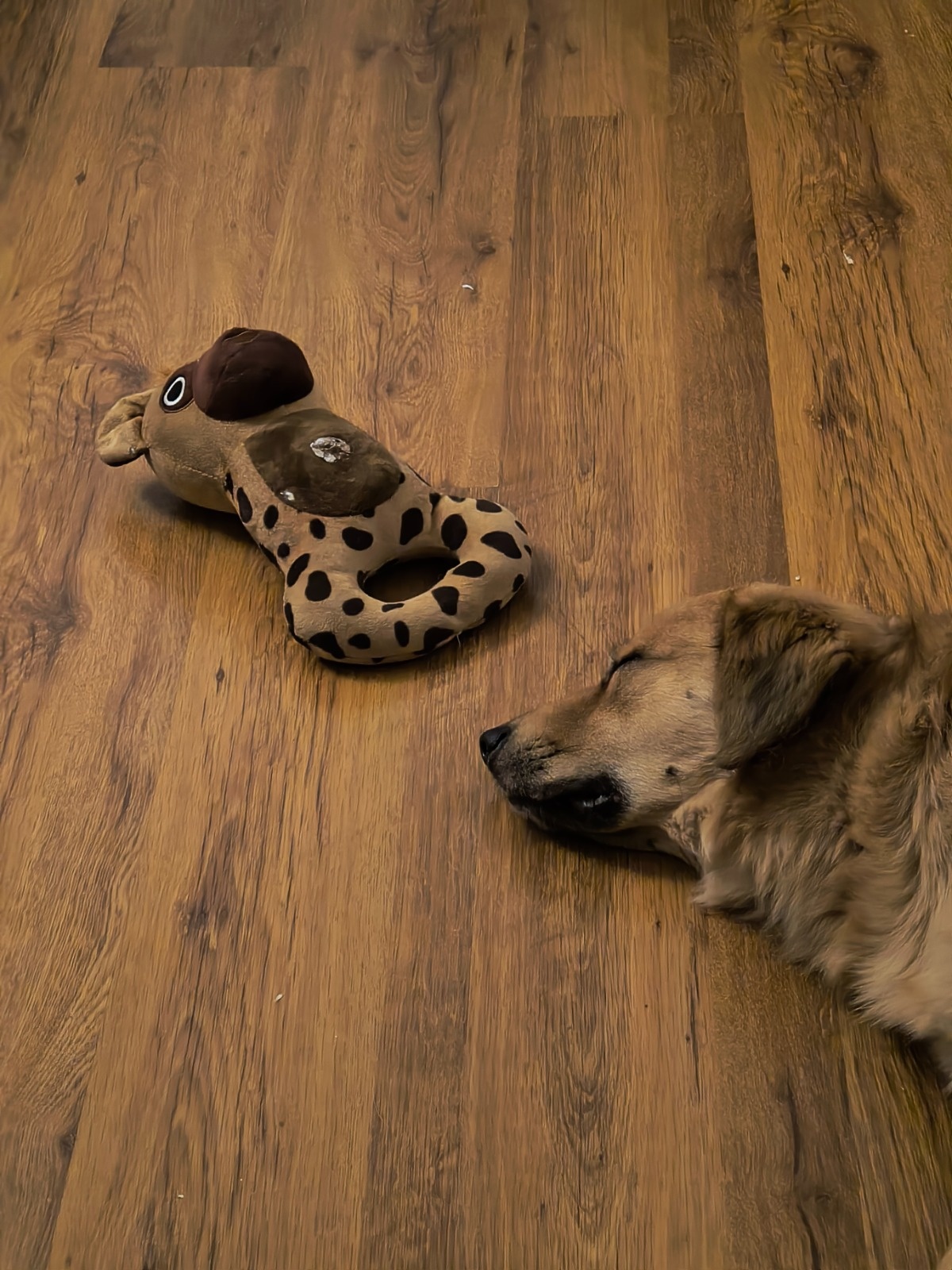 2231ae29-0a61-44f3-88f3-8404935b053a