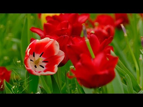 Wiosenna Relaksująca Muzyka Kojąca Chorą Duszę i Umysł