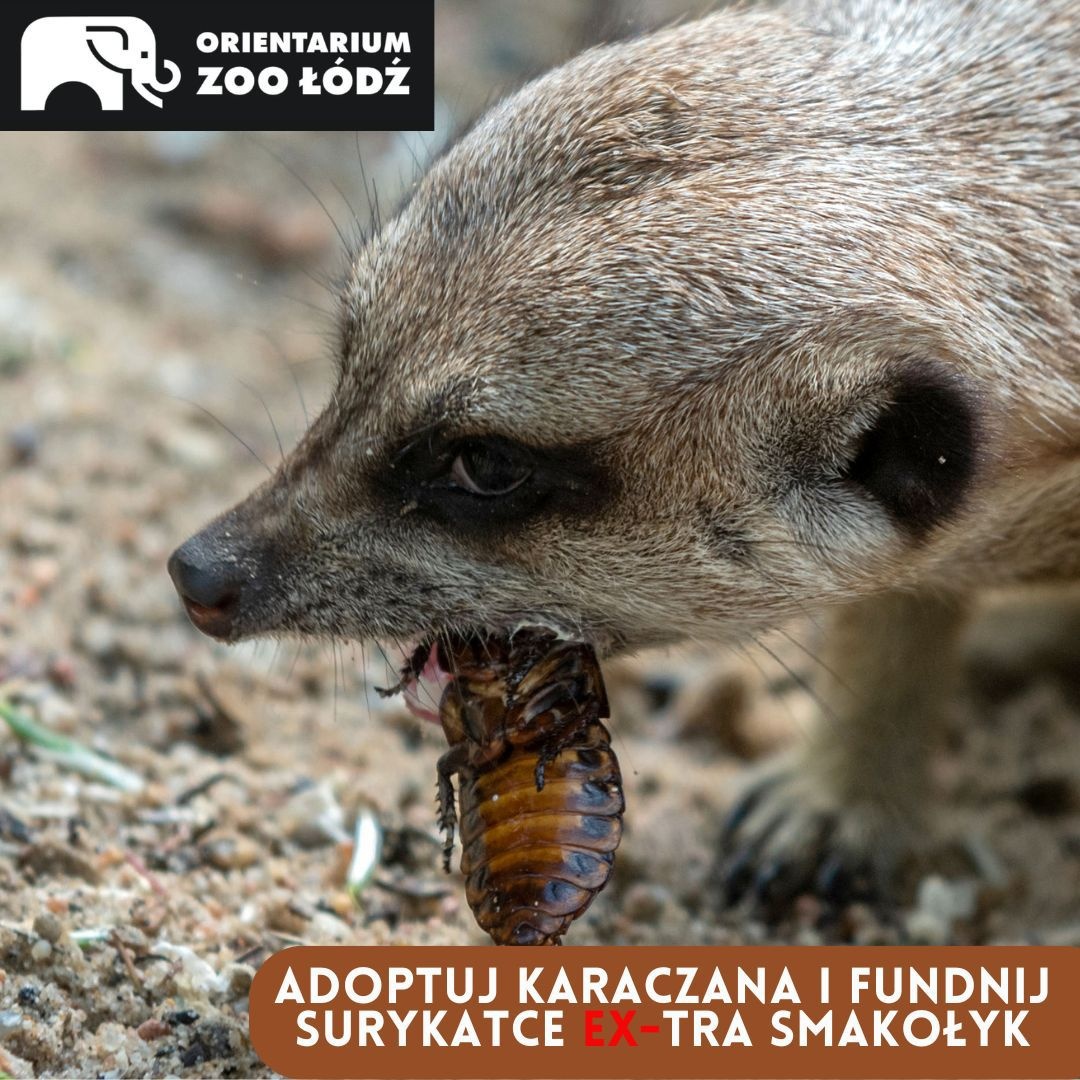 Adoptuj karaczana i fundnij surykatce EX-tra smakołyk! - Orientarium Łódź