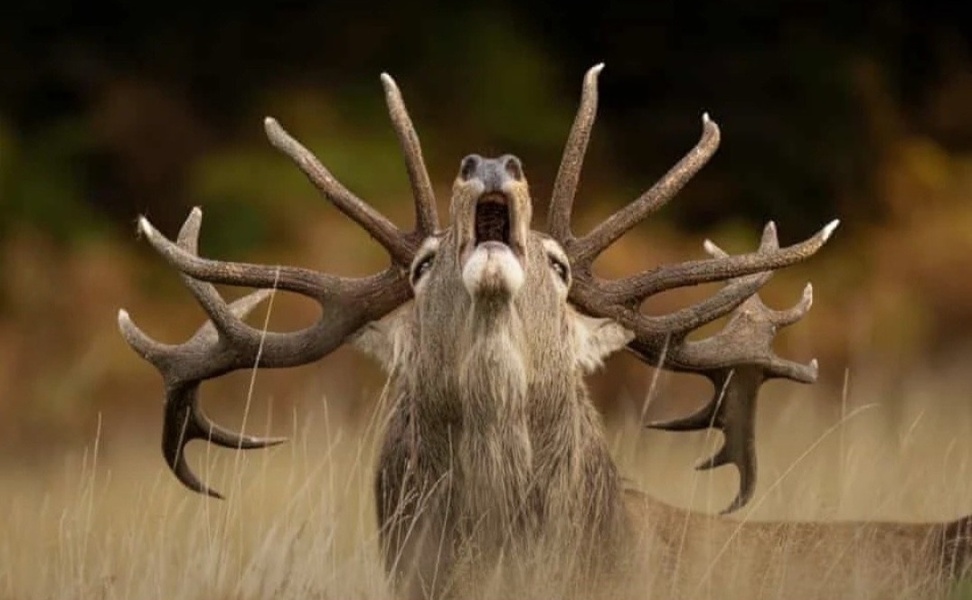 0c4c6732-9245-45e2-8ff4-43829a59a9a5