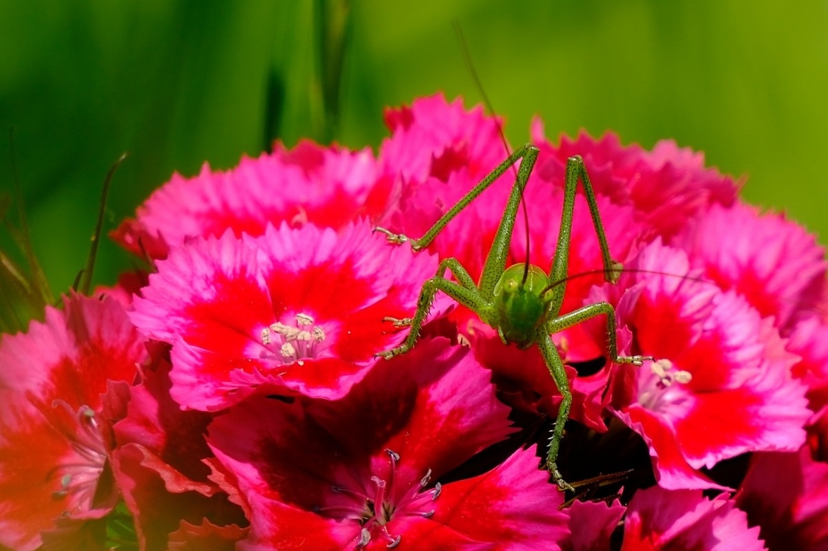 Pasikonik zielony owadzi kanibal - Tettigonia Viridissima / Fotografujemy Przyrodę