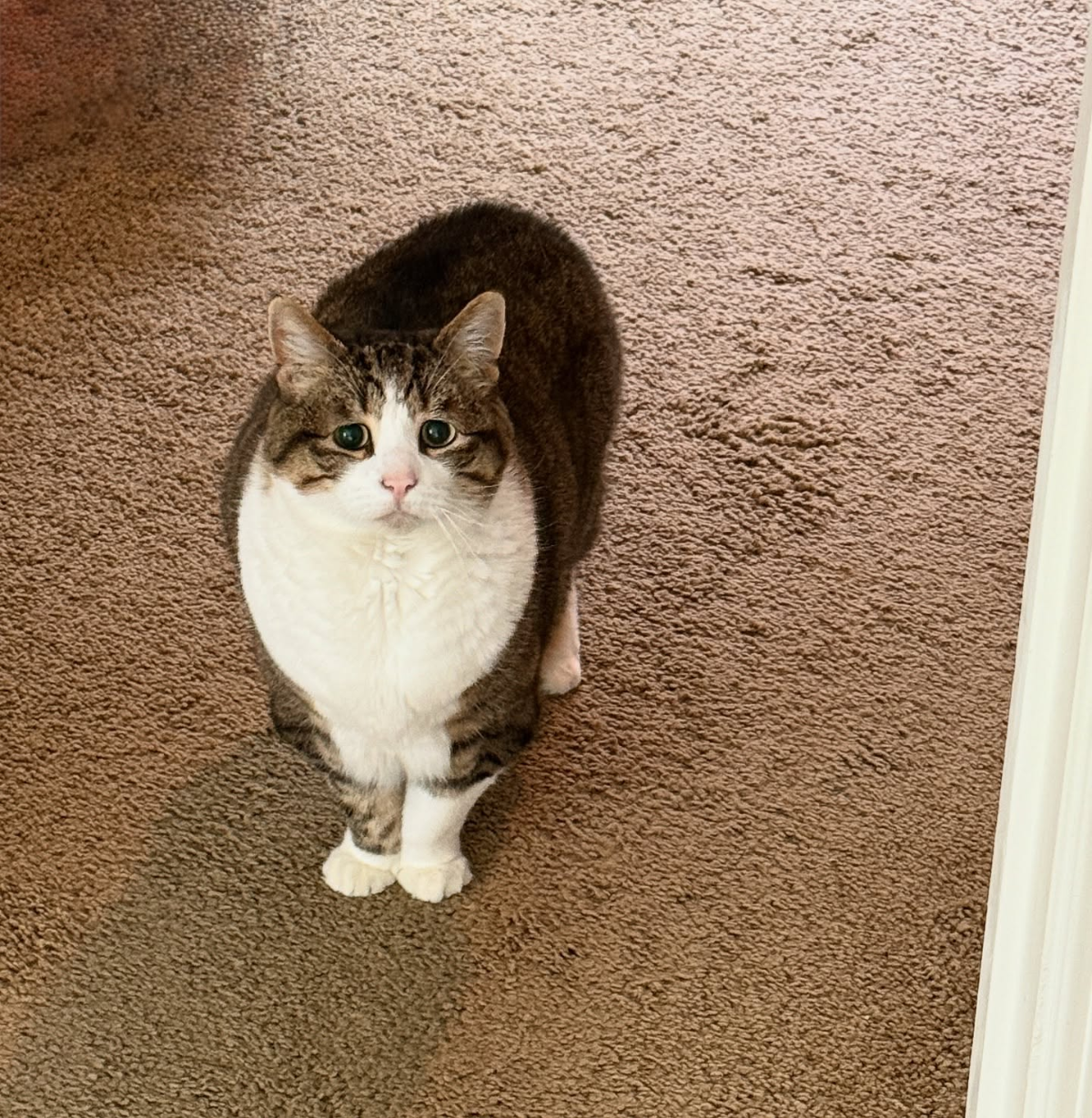 d62efee2-d42b-4985-a256-af9cbbea2198