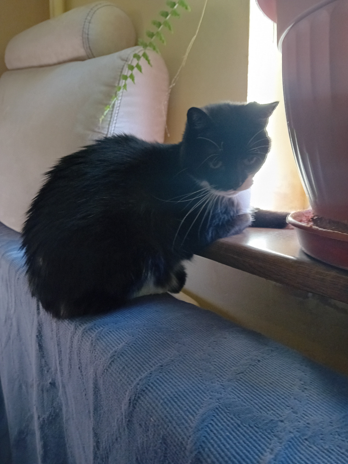 08ca46df-a5cf-4d29-a48d-678dd0d72d05