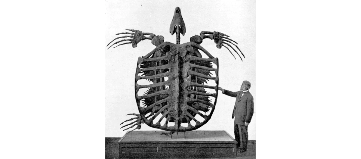 Archelon ischyros to największy żółw w historii Ziemi. Był większy niż nosorożec