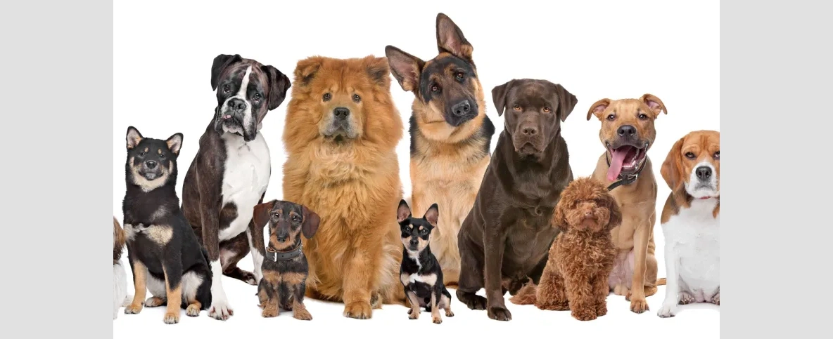 Genetyczka: chów wsobny psów rasowych i sterylizacja mieszańców niepokojącym trendem