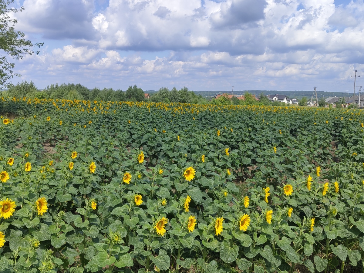 be56d4f8-8162-418f-97b4-3ddbed4f72e1