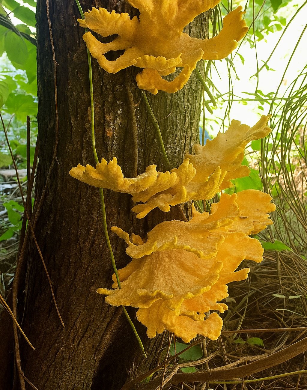 90918ee1-bf76-4d54-9eb4-834dedf78776