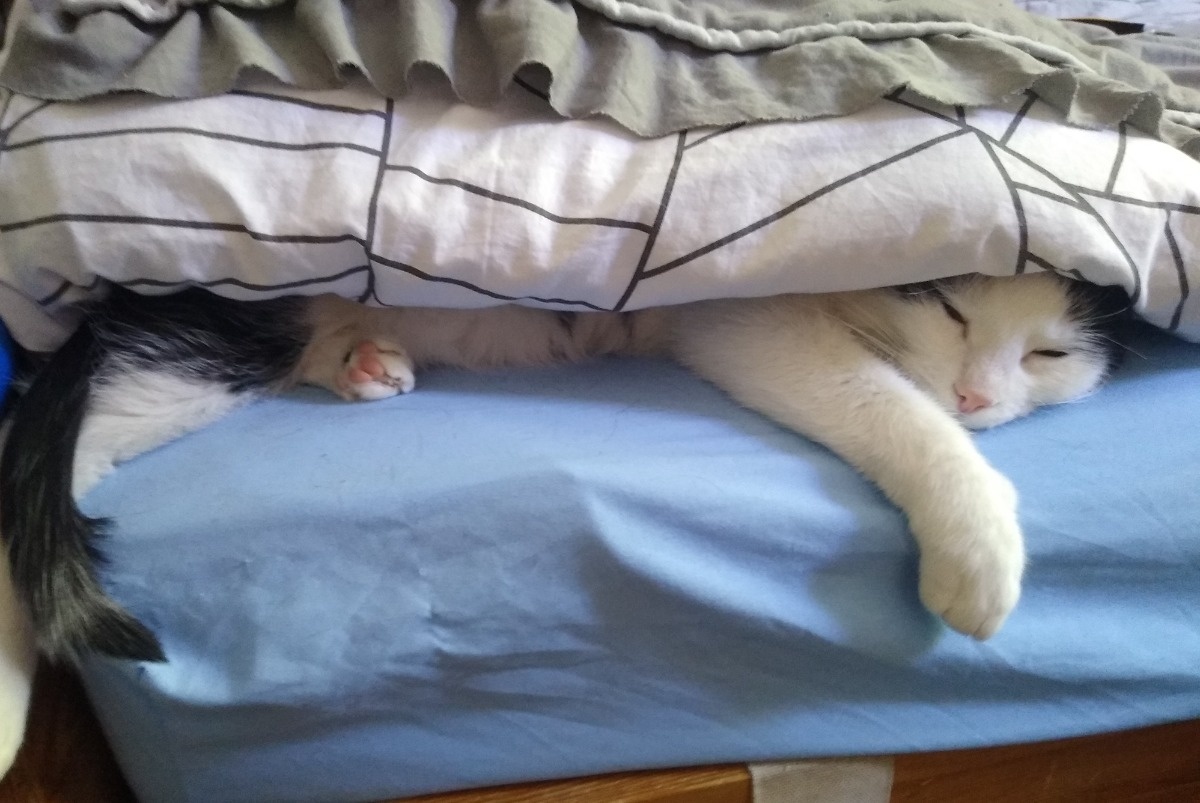 bbcecbcb-690c-4546-8b46-c526d71ca6f1