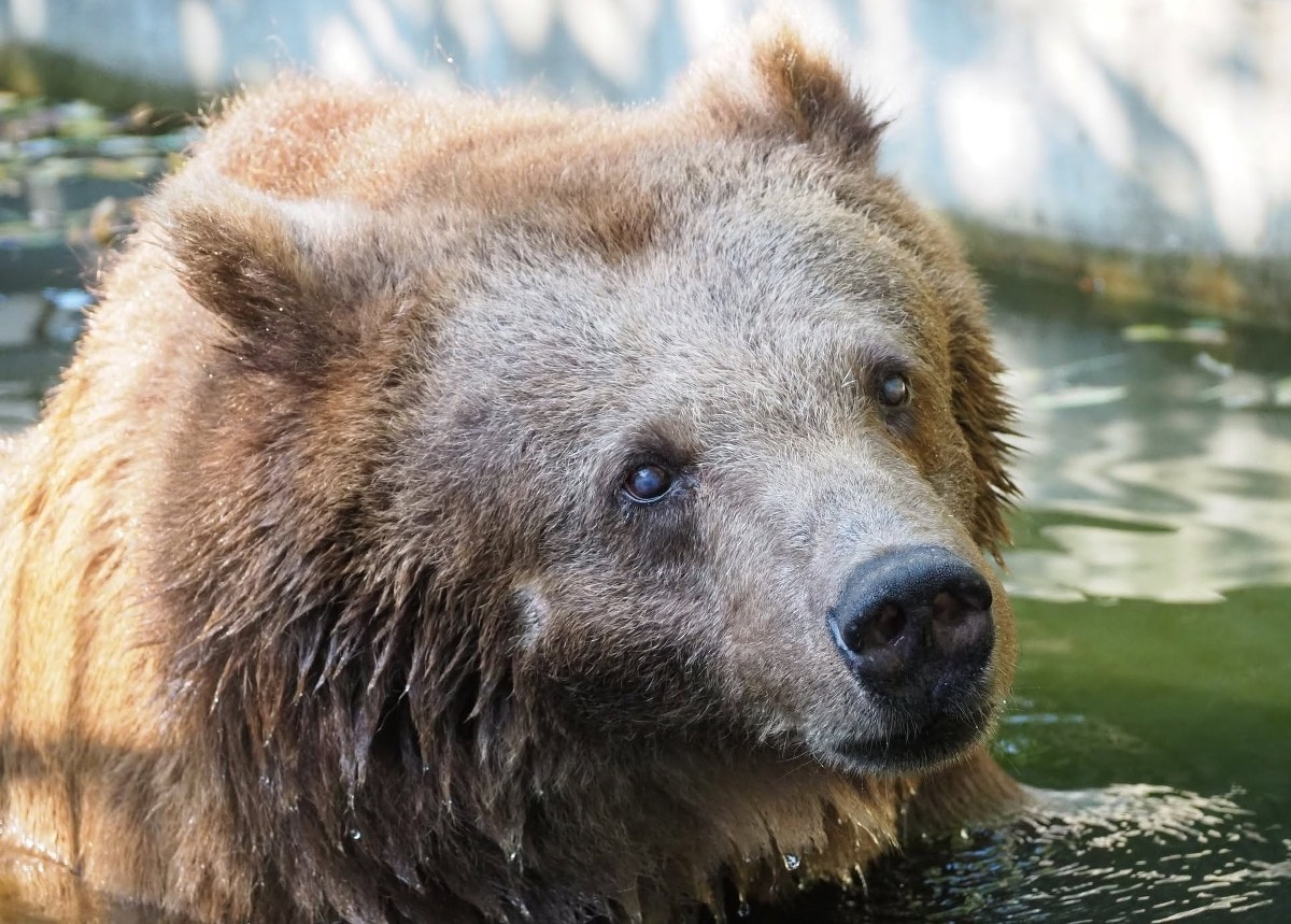 Warszawskie zoo przekazało smutne wieści. Odeszła niedźwiedzica Sabina