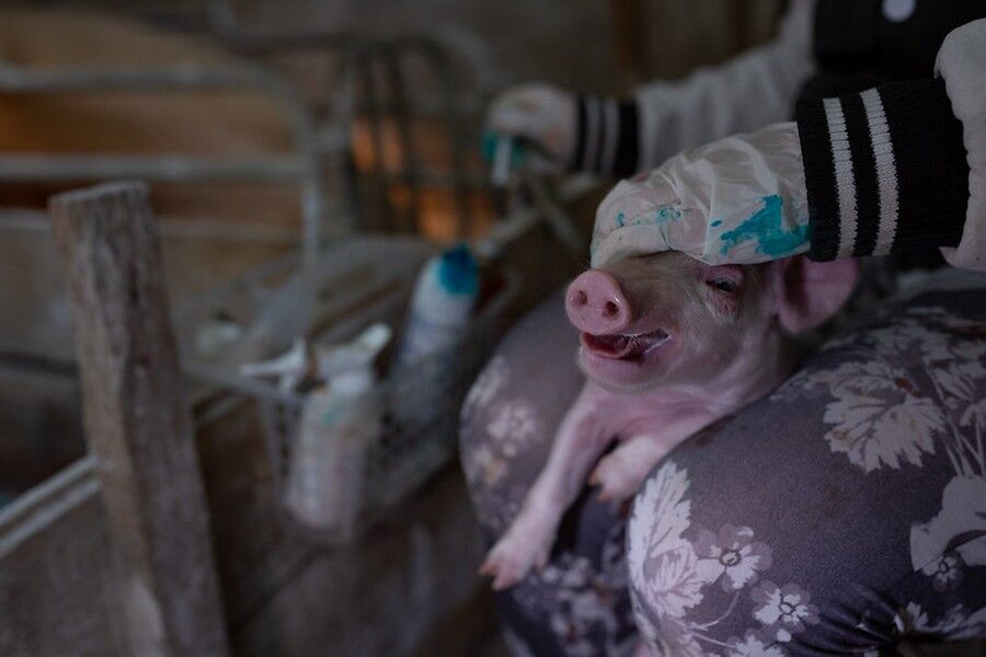 Okrucieństwo na fermie świń! Dobijanie zwierząt siekierą, uderzanie o posadzkę