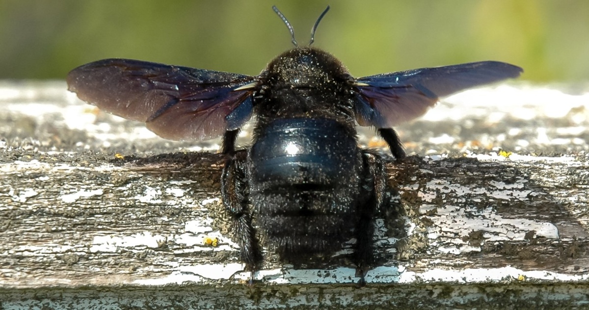 Nie było jej u nas przez długie lata. Wyjątkowa pszczoła wróciła do Polski