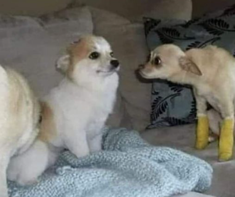 dccef44c-a0dd-4e95-9eaa-2f14934e97a6