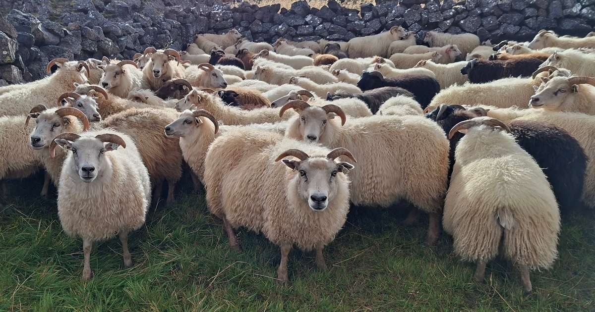 Trzęsawka powróciła do Północnej Islandii