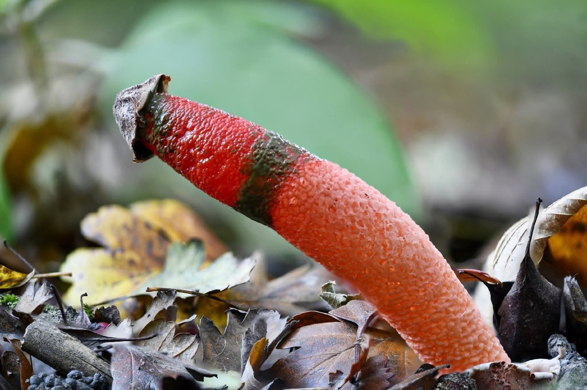 66366c90-f4cf-44a2-a5d8-f26c1e0bcb6b