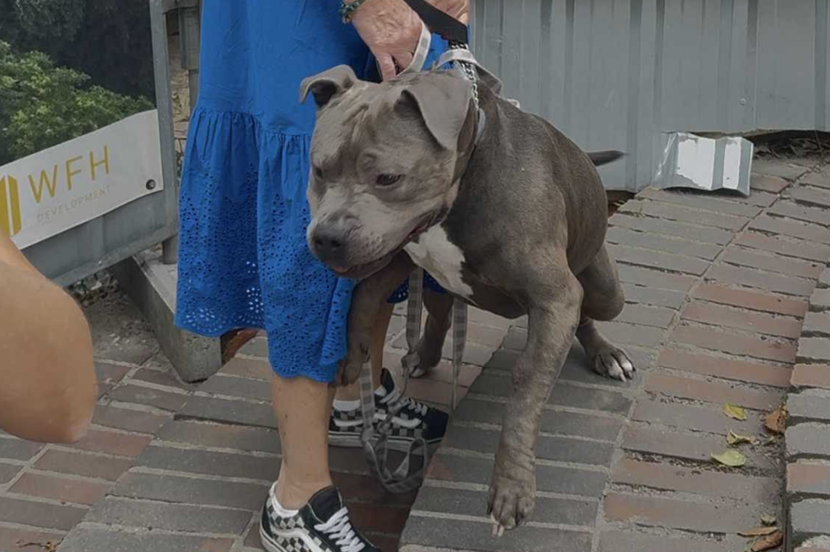 W centrum Poznania amstaff zagryzł maltańczyka. Nie ma przeszkód, by zagryzł ponownie