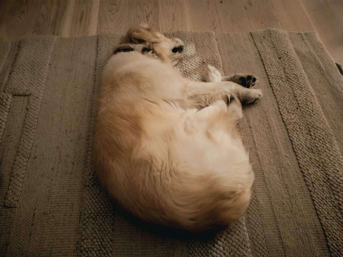 1845fc9b-11f2-4fc9-aedf-4be0c951b308