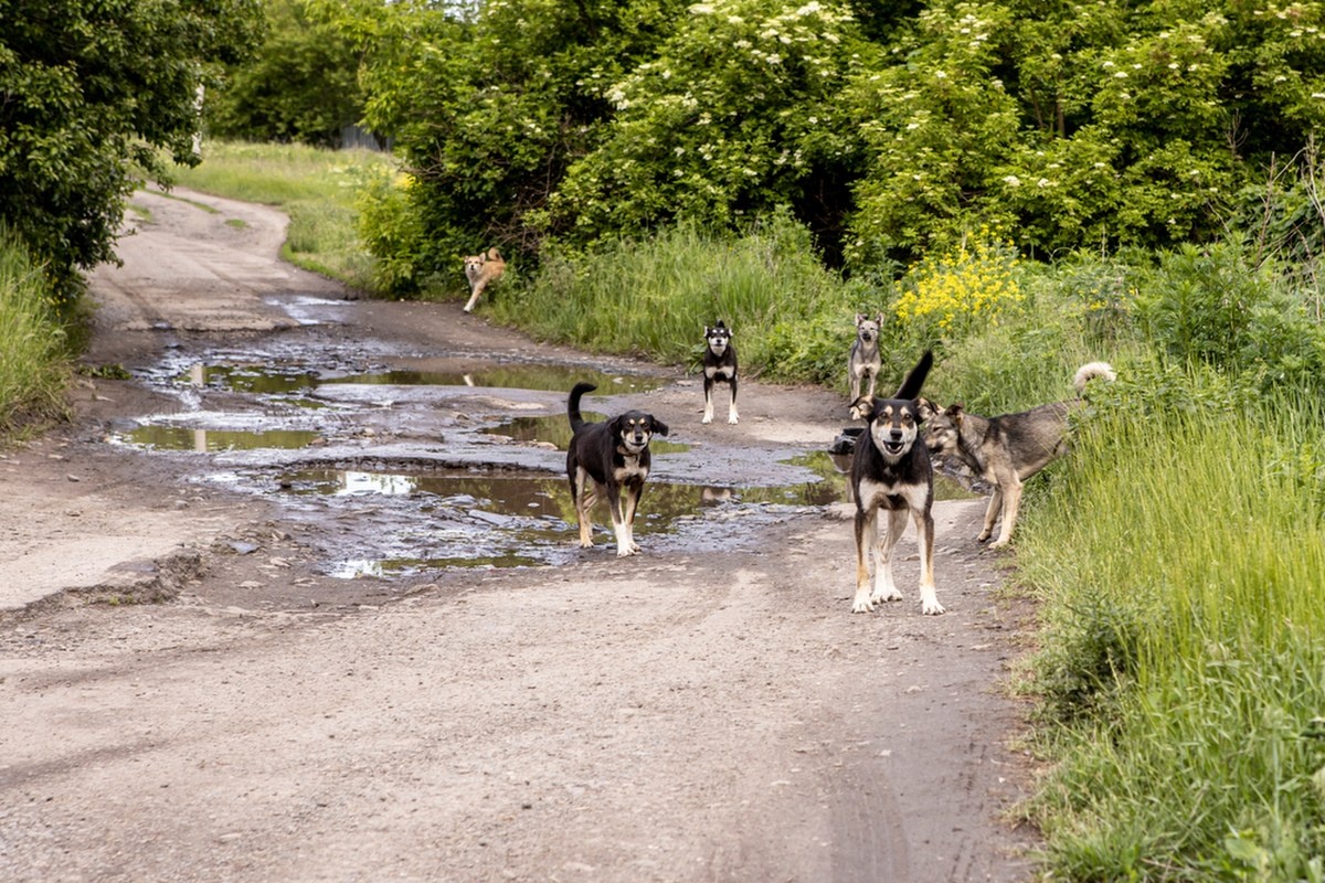 Koszmar na grzybobraniu. Psy zagryzły kierowcę ciężarówki