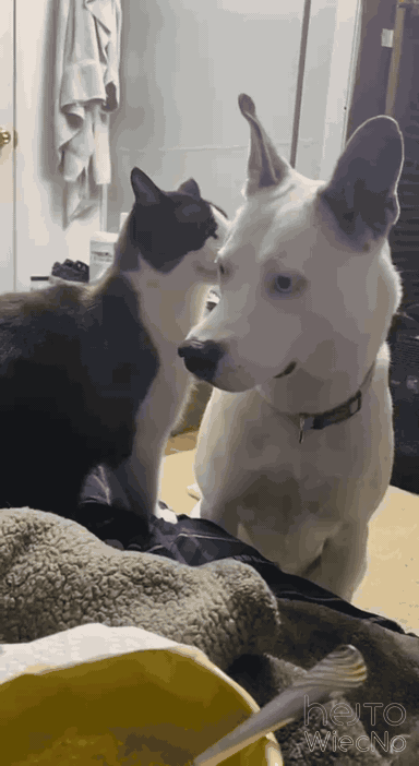 8a03551b-62c7-4821-9996-12b2876ca70f