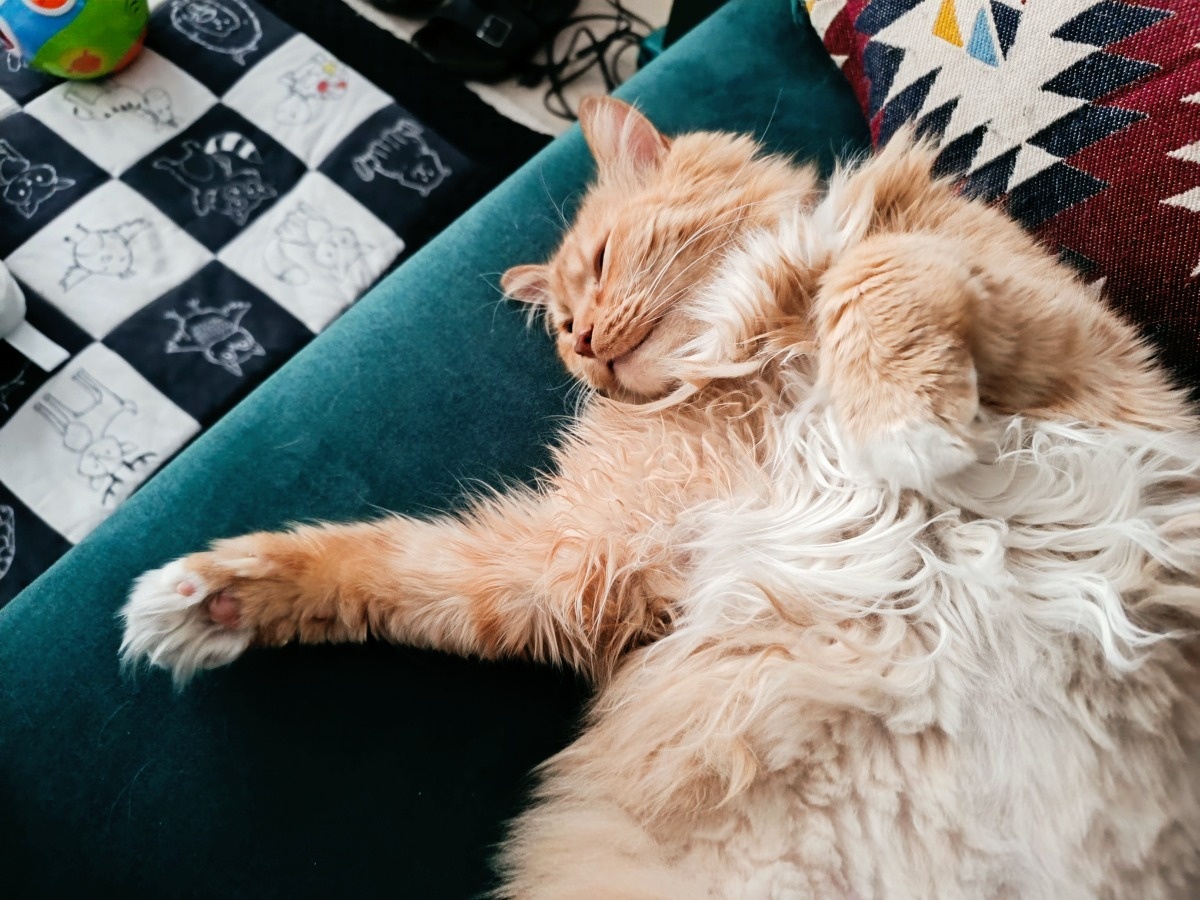 961890a2-9a7a-4767-b146-c00623353066