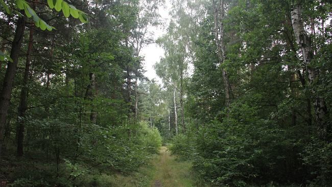 Tereny pod fabrykę Izera to zdrowy las, a nie teren zdegradowany - przekonują mieszkańcy