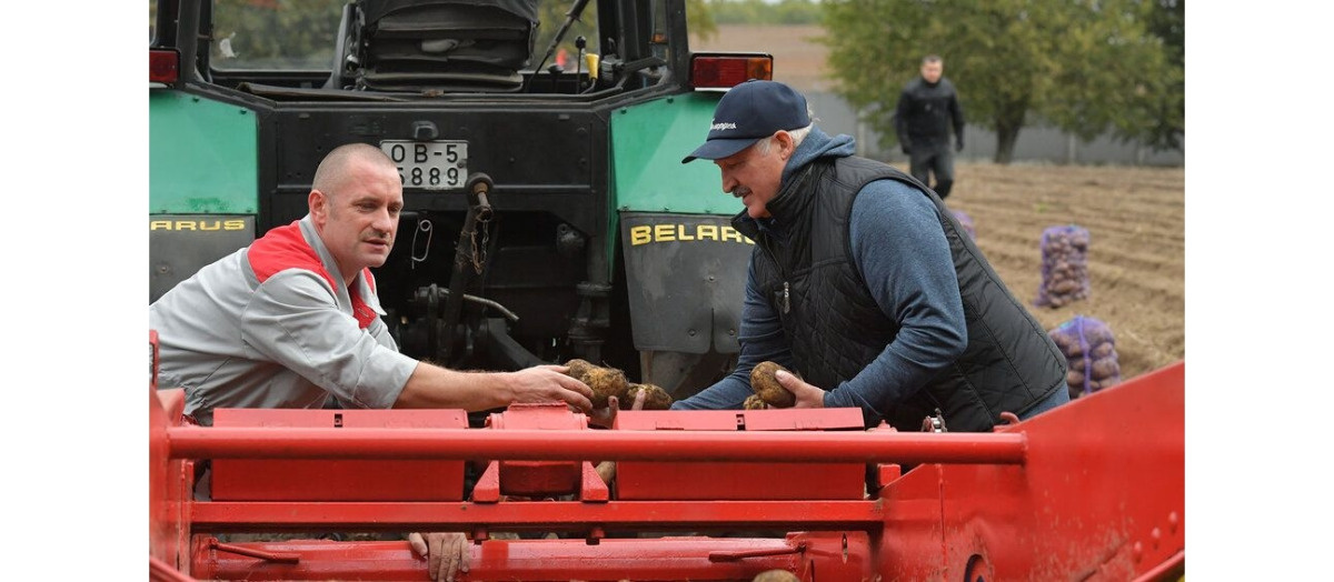 Białoruś. Pierwsze kary za brak ziemniaków w sklepach
