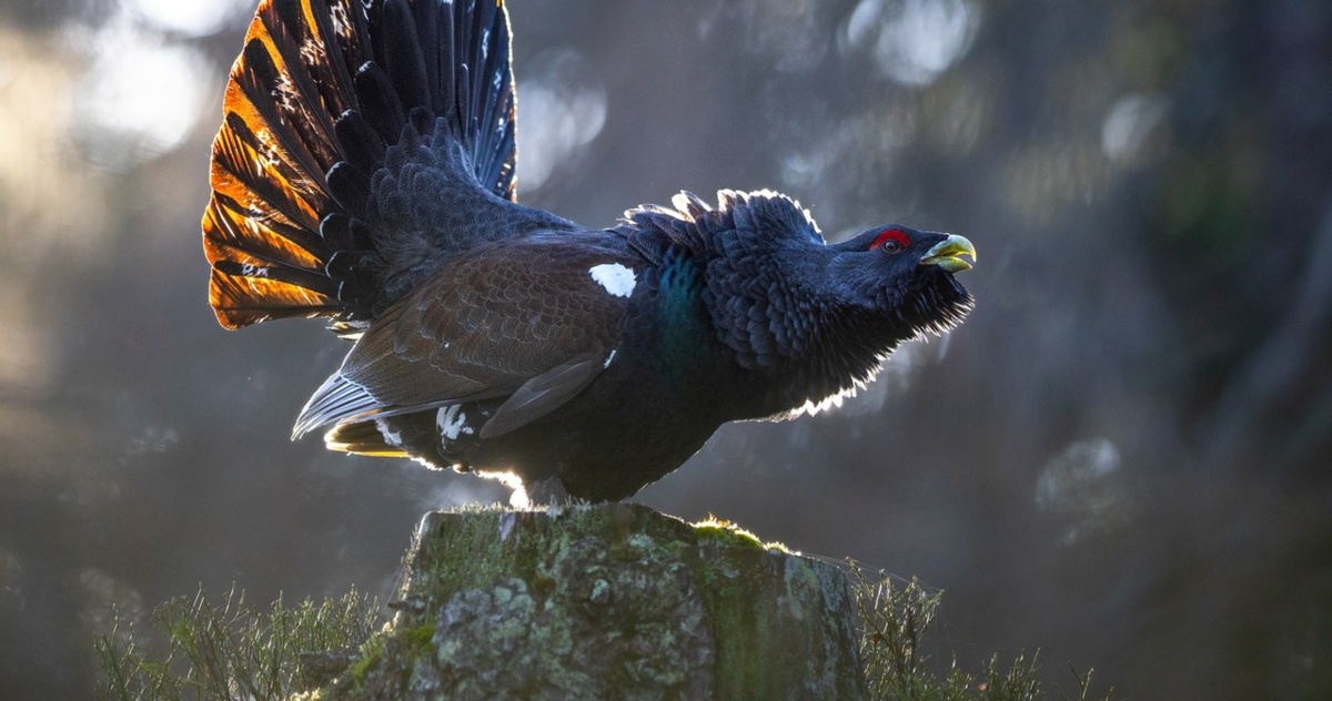 Wybrano najpiękniejsze zdjęcia ptaków 2025. Wśród laureatów jest dwóch Polaków