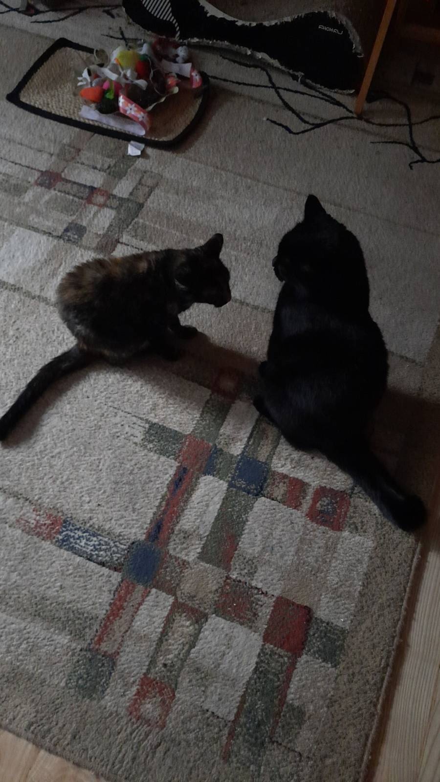 52f3e6f0-8522-44c8-ba1f-bab8a372fca0