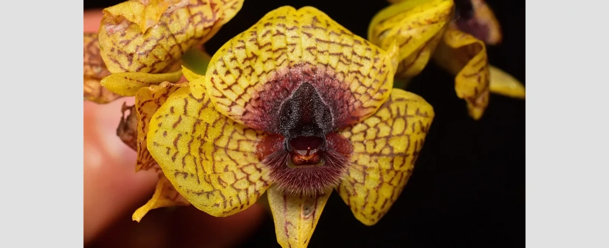 W 2025 r. naukowcy opisali 190 nowych gatunków roślin i grzybów, w tym grzyb zabijający pająki