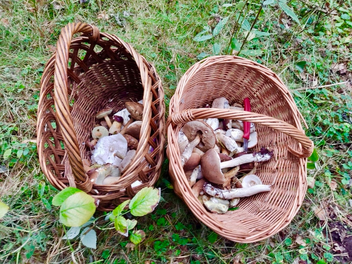 f6f4c1d8-65bc-4cb3-9371-e874a7842be3