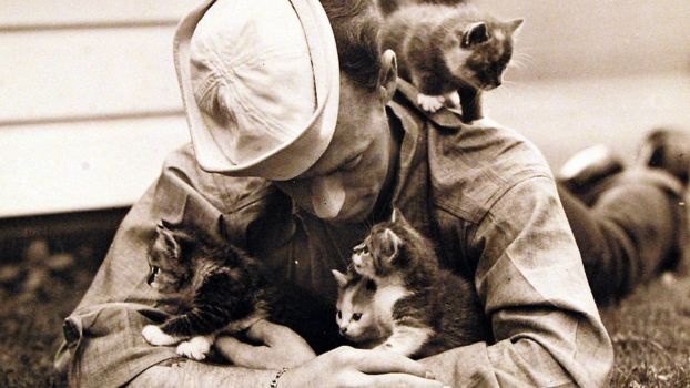 Historia kotów. Od powstania i udomowienia do czci i przesądów » Historykon.pl