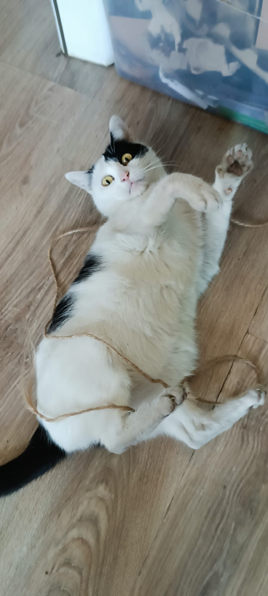 c418ba72-37dc-48e9-8165-2c8ec0061e11