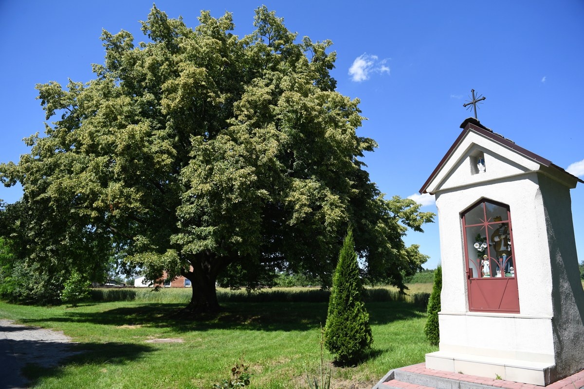 Wichura powaliła Drzewo Roku. Smutek w Dulczy Wielkiej