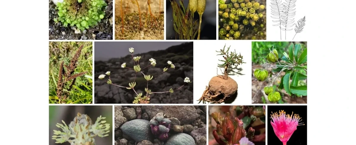 80 nowych roślin, hiszpańskie odkrycia w ostatnich dwóch latach