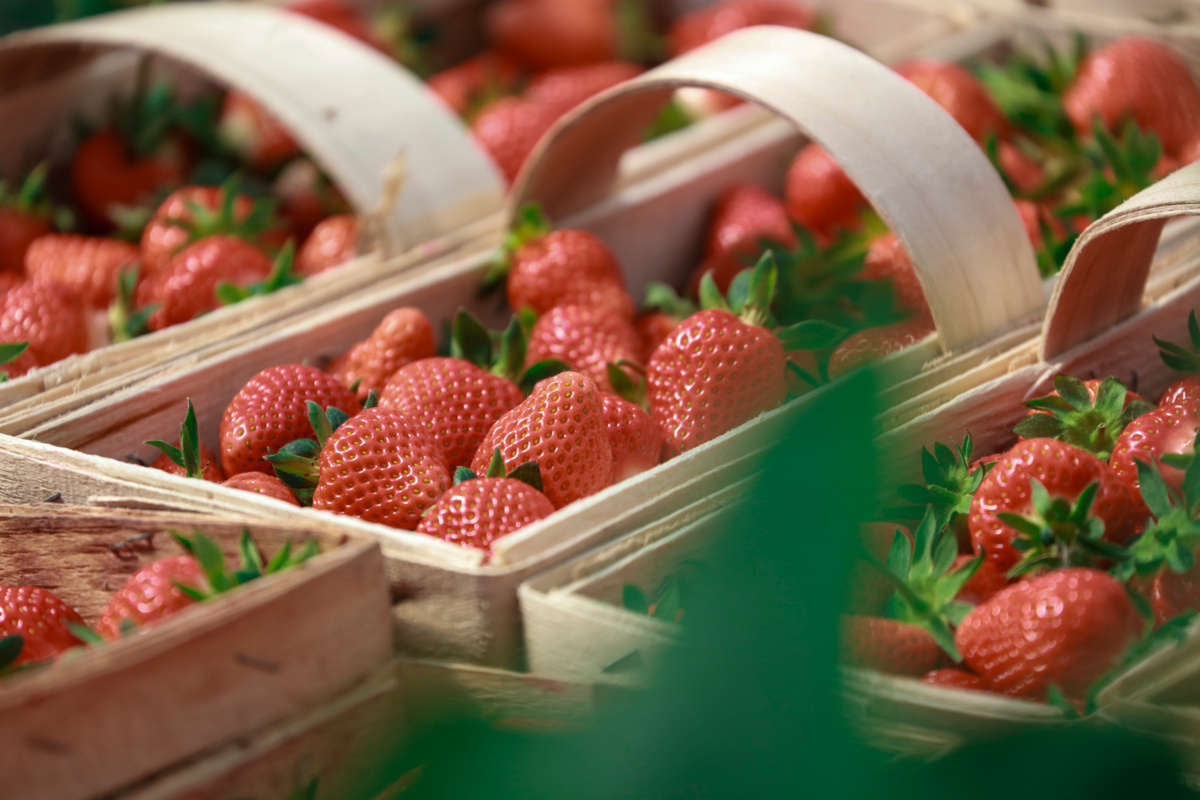 Fenomen polskiej łubianki truskawkowej. To już tradycja i symbol sezonu - aktualności - Jagodnik