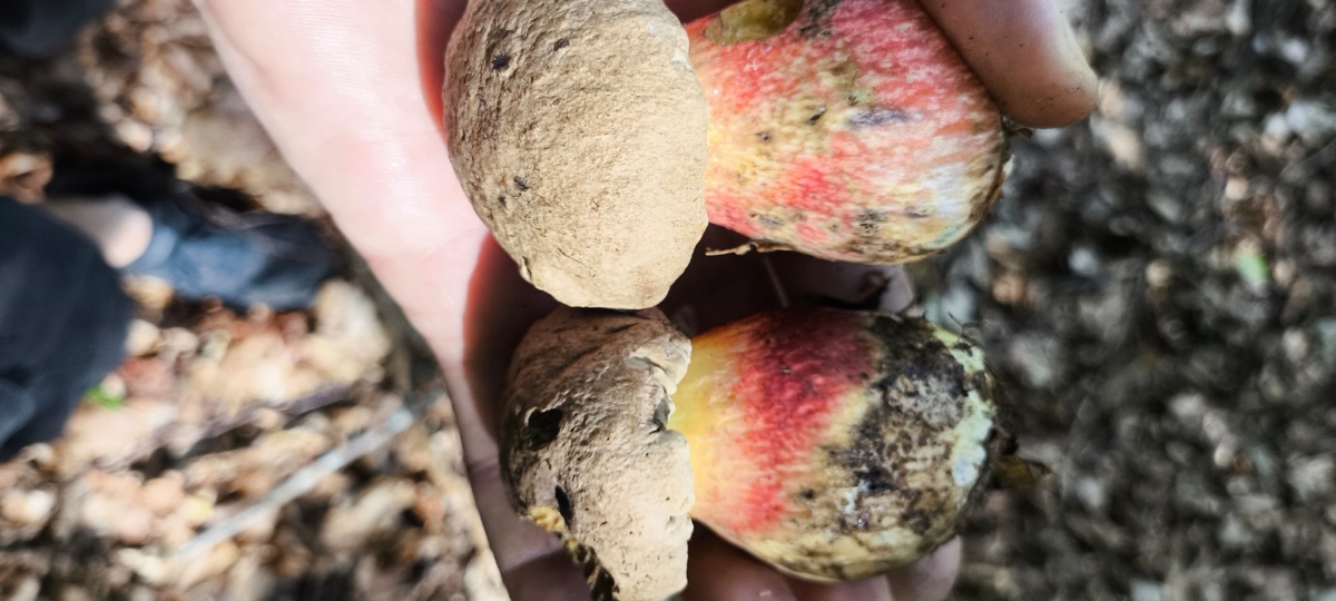 4dc843ac-d818-4d2b-ac72-b5067c710eb5