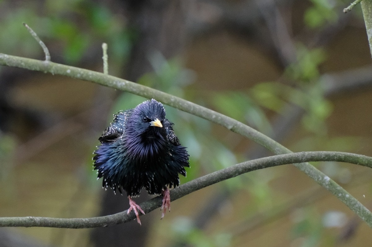 Szpak Sympatyczny Ptak - Sturnus Vulgaris / Fotografujemy Przyrodę