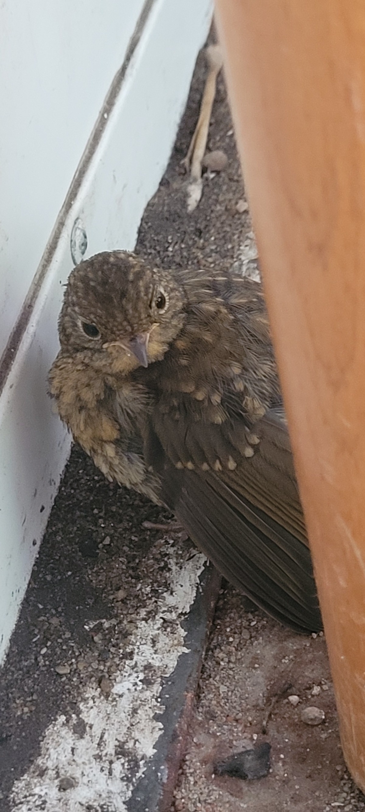 74c0ac5c-1678-4f42-a7c9-14497248b6db