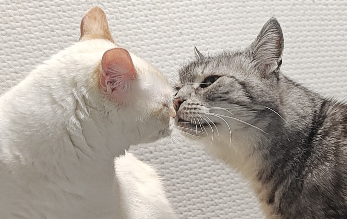 ff1a6dc1-cd32-4371-a9e8-86b77f536d22