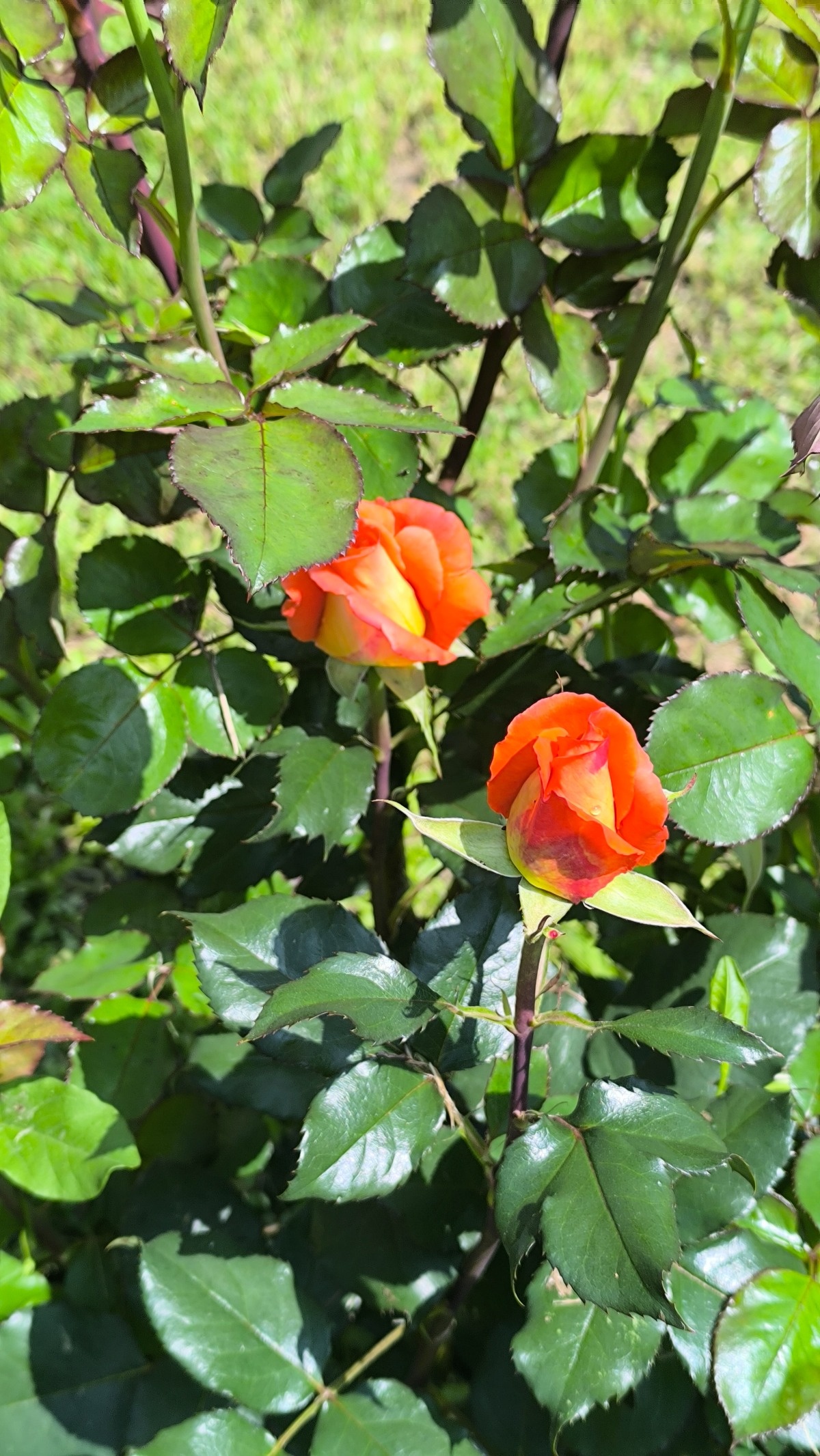 29d9c0b5-23ed-43cf-99b8-1b62b5ce0e76