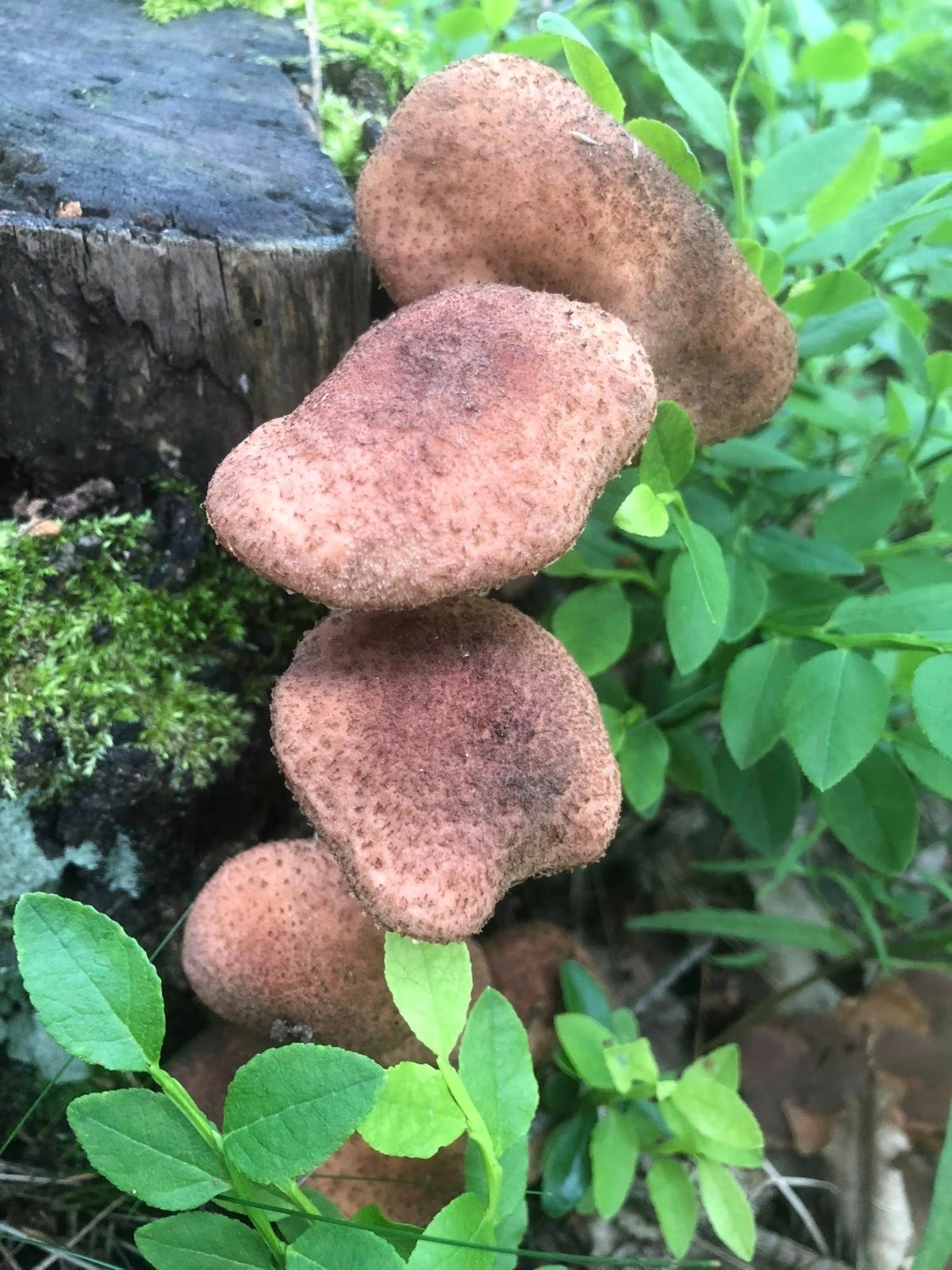 a3f88013-0810-438b-92e4-2b2c8b19e82d