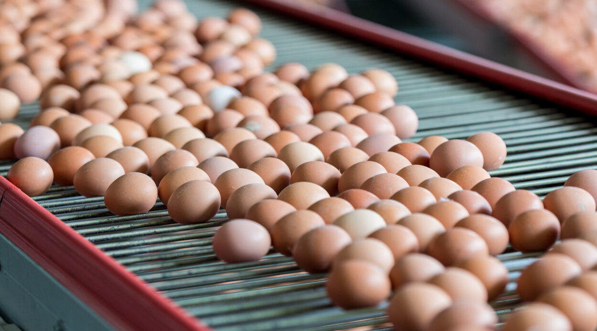 Unia Europejska robi sobie “jaja” z polskich producentów. Umowa Mercosur może odbić się czkawką dla wielu firm