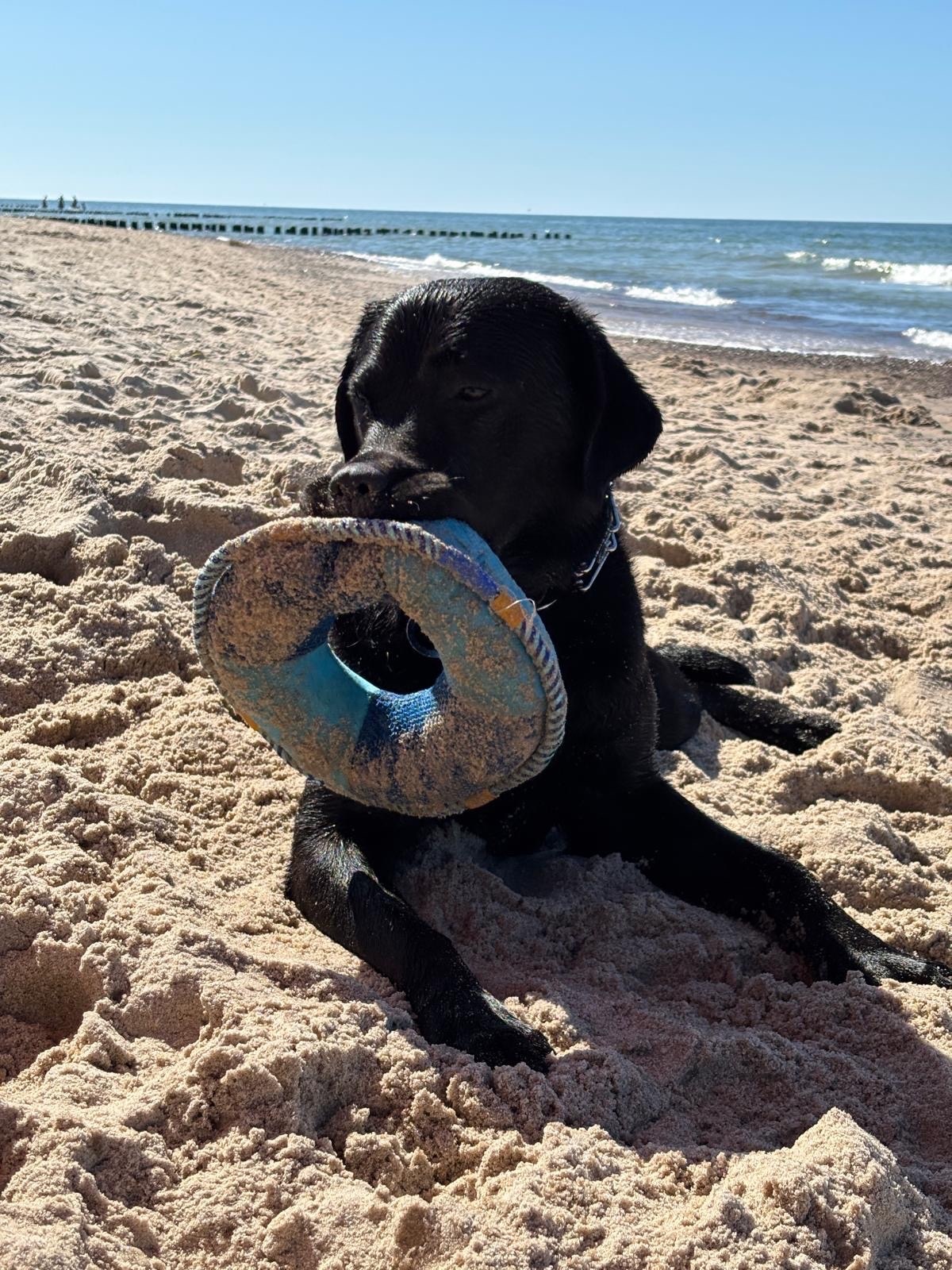 e6f4ce11-b843-4abd-a014-ffb52e455226