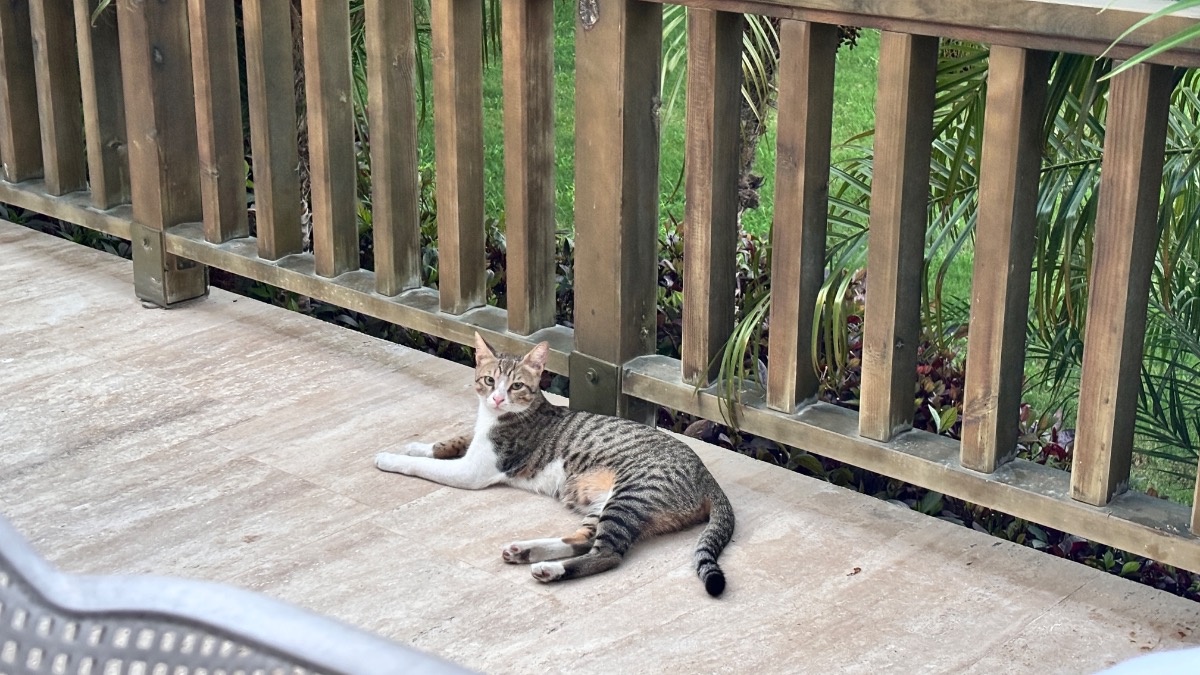 60f44b68-eea1-4b3d-9cd2-5be0bec5f596