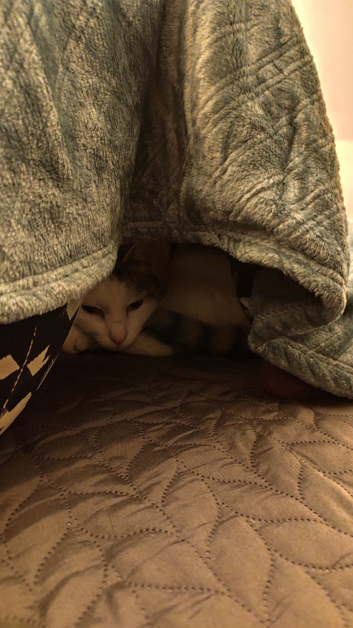 95df363e-1234-4927-85ed-339824aefbf3