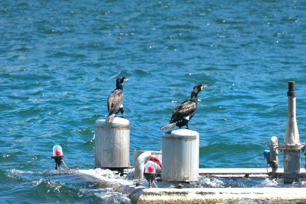 0c1c7878-e53e-4e04-aba0-1f25e22054dd