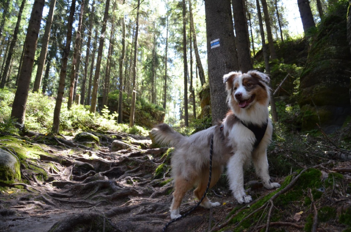 ba9f30d6-3d10-4d8a-8043-821e2249eeae