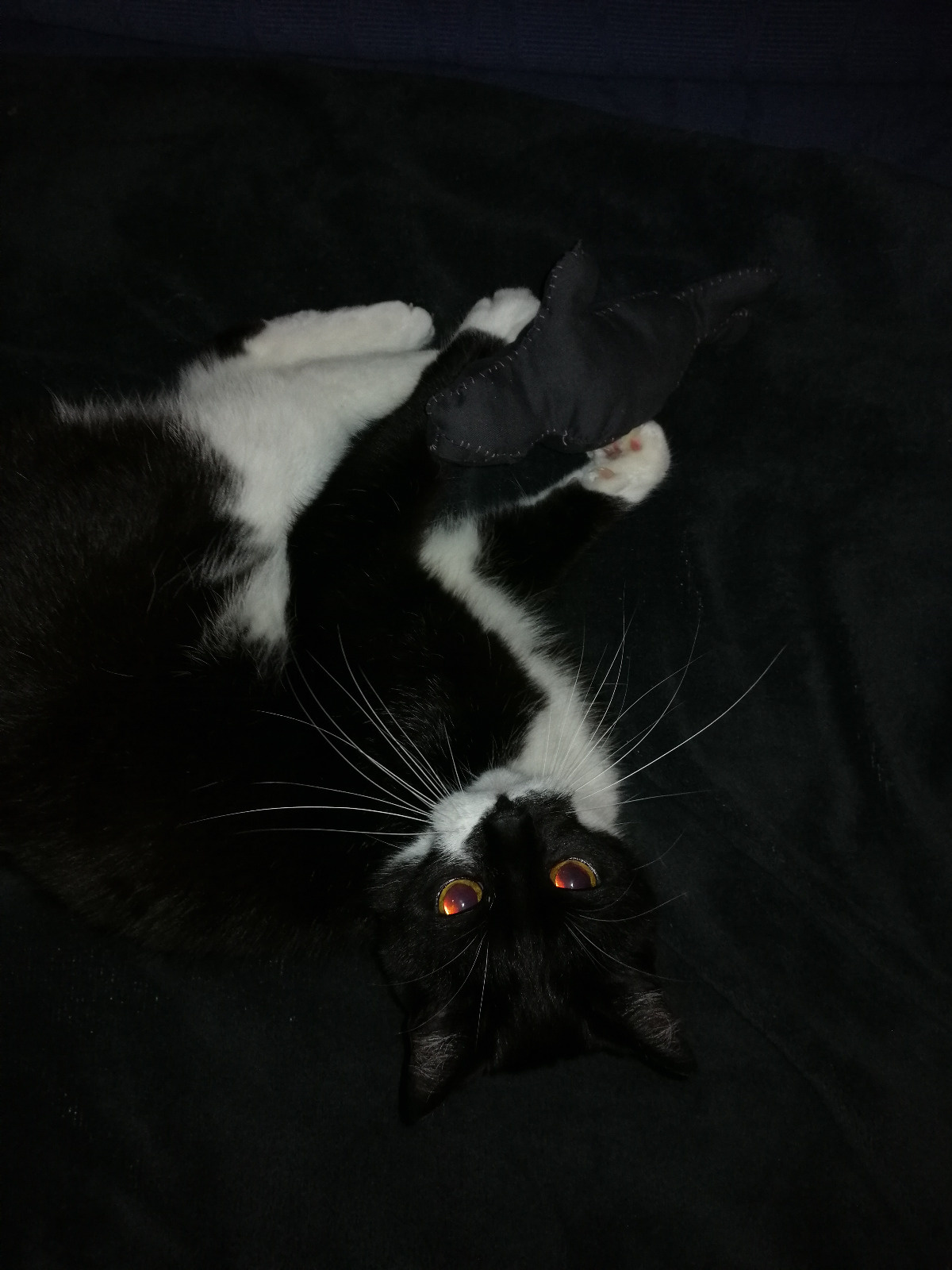 01daafbd-9efe-4ce5-b5a4-1929f18fa98e