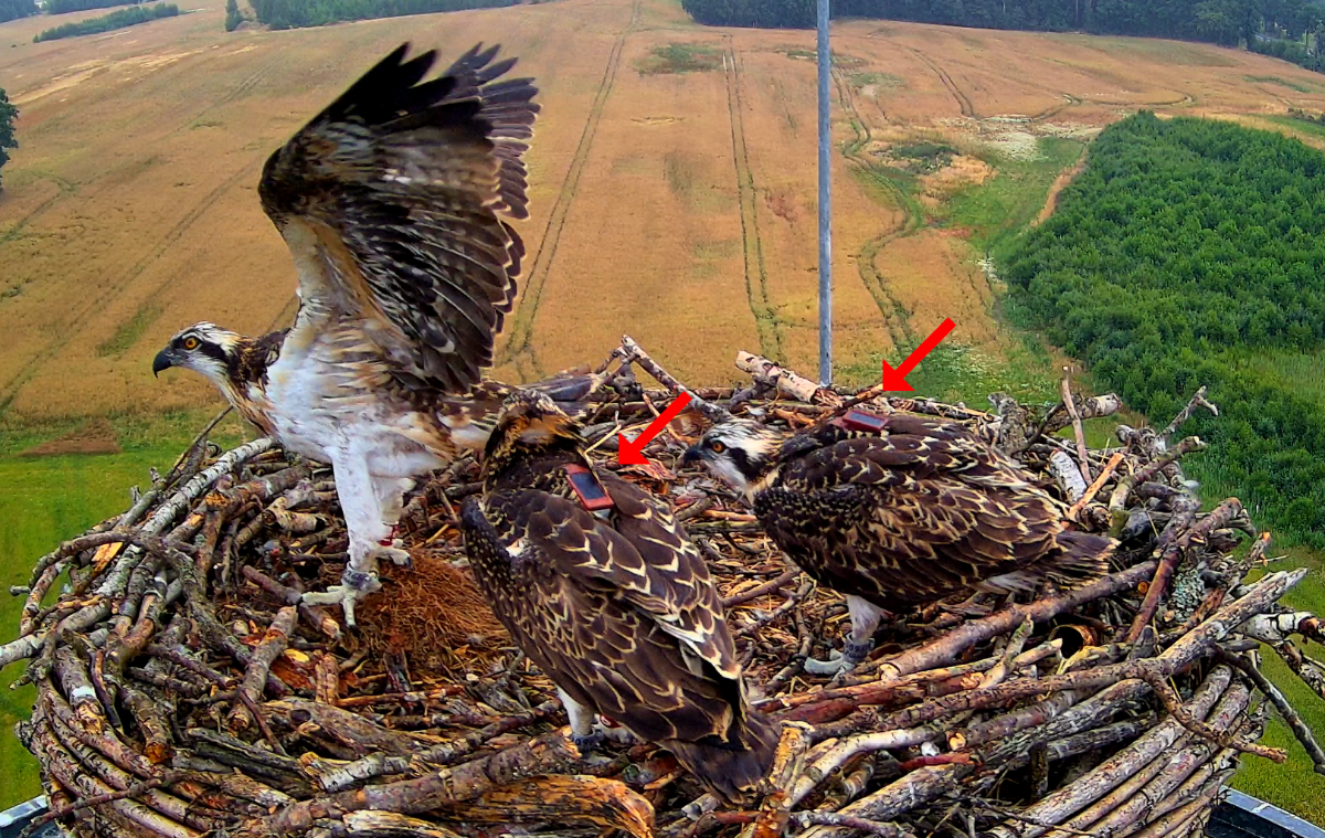 a004d416-3fc8-431a-99c7-3dd72b9e953d