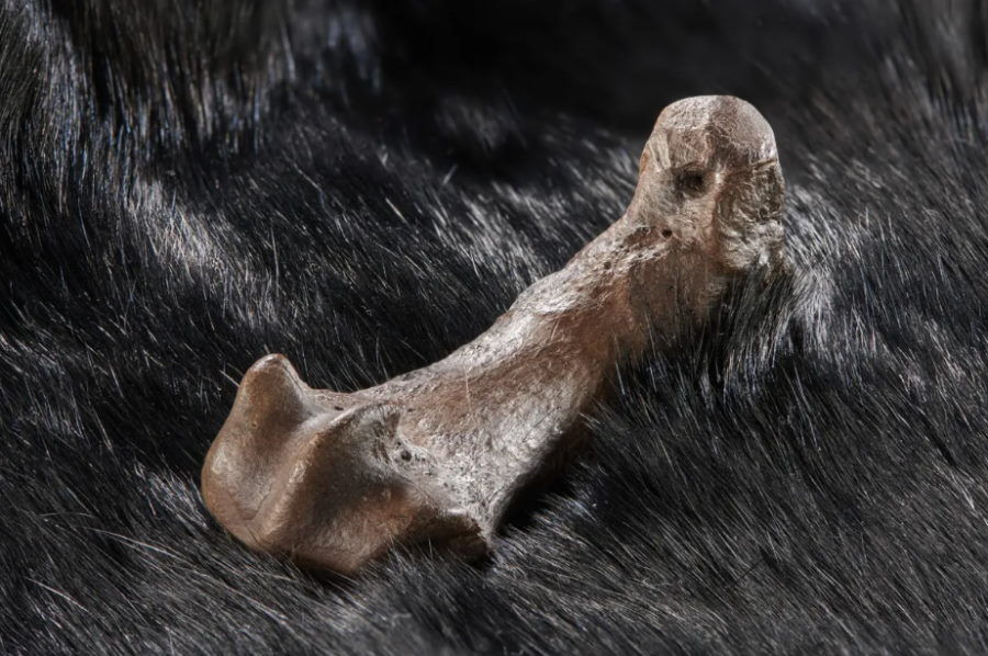 Nasi przodkowie ubierali się w skóry niedźwiedzi już 320 tys. lat temu