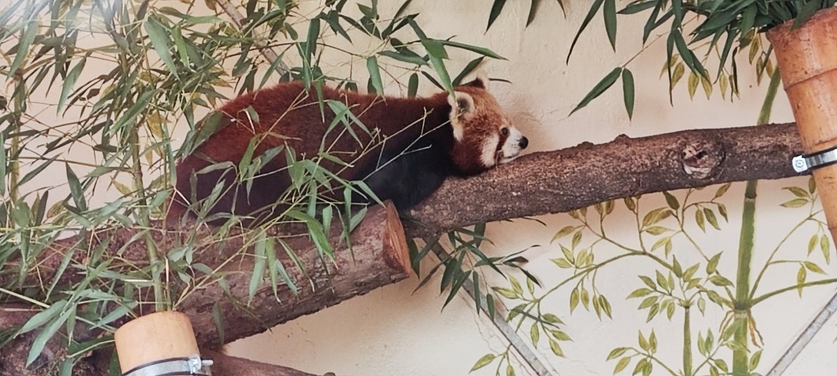 7be4b246-1eb1-41ce-a983-9b77aaa7a085